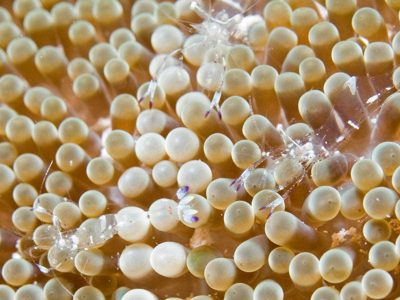 Shrimp, Mabul, Paradise 1 and 2